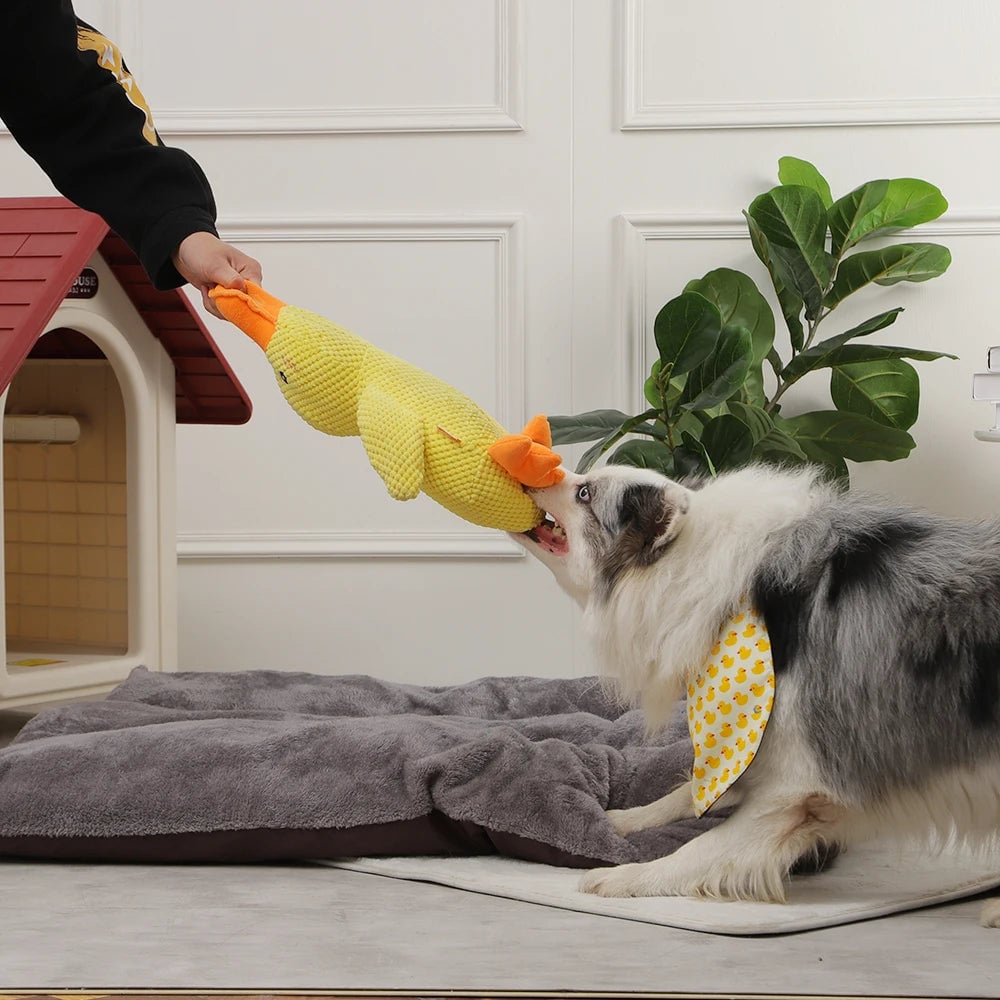 Flappy | Interactive Duck Sound Chew Toy – Durable & Engaging Design